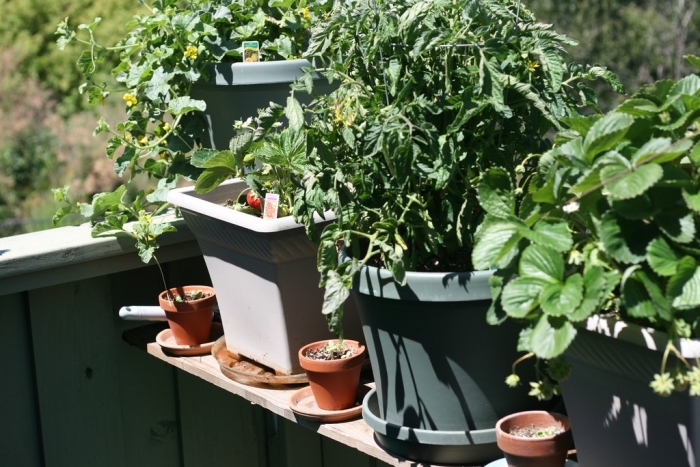 exemple de mini potager aménagé sur le balcon avec pots de différentes tailles, cultivation plantes comestibles en ville