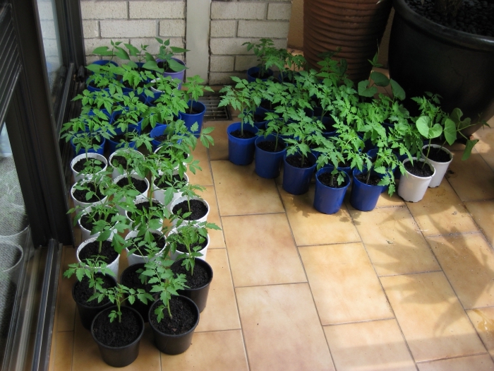 transformation de terrasse en mini potager, préparation pour cultivation de tomates sur le balcon avec semis