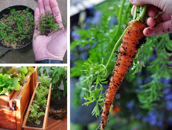 exemple de potager surélevé pour cultiver légumes et herbes sur la terrasse, étapes pour semer carottes en pots