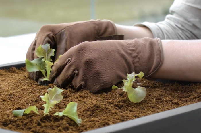 soins pour les plantes cultivées dans pots avec terreau spécial, planter des petites salades dans une jardinière sur le balcon