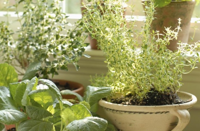 transformation de balcon fermé en mini potager avec cultivation de légumes ou herbes aromatiques en pots