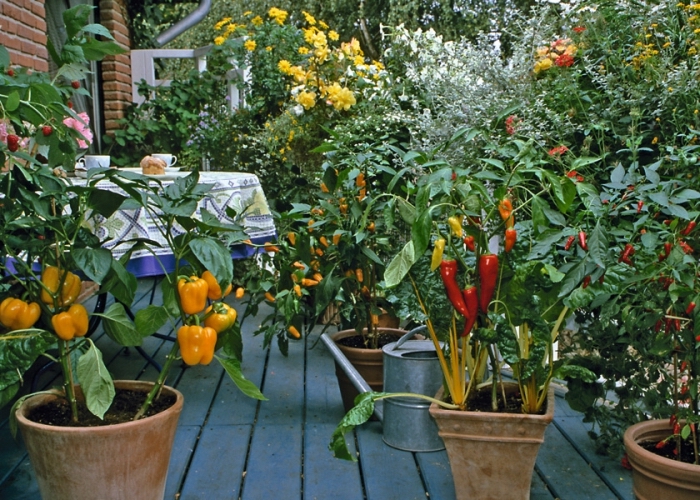 idée comment faire un mini potager terrasse ou balcon avec légumes cultivés dans pots en terre cuite