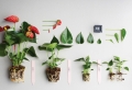 Plante pour salle de bain – laquelle choisir pour une ambiance verte