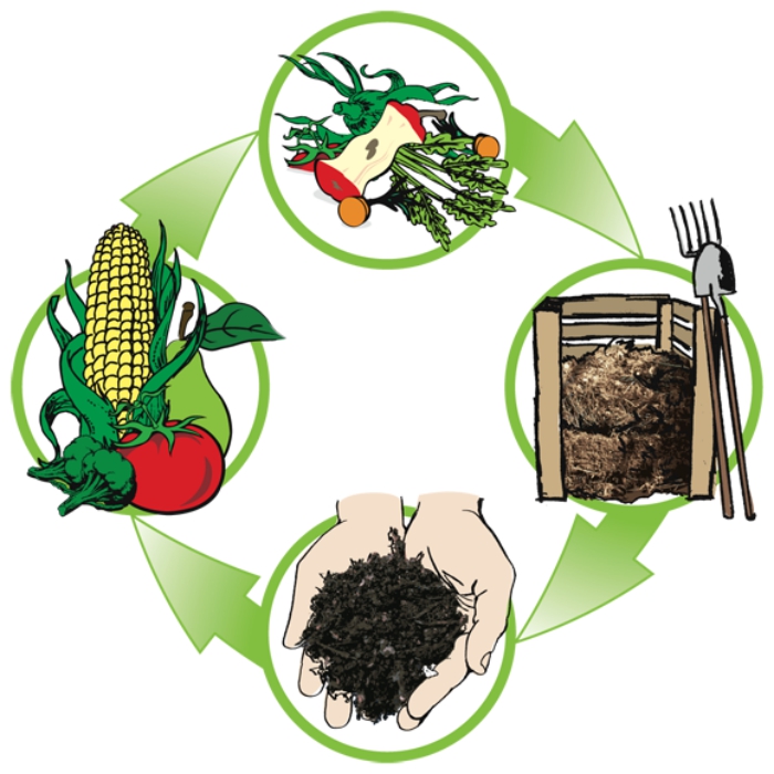 les produits et les phases du cycle de compostage sous la forme d'une illustration digitale, tout savoir sur le compost