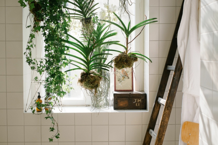 plante pour salle de bain, fenêtre ornée de plantes suspendues vertes, carrelage mural blanc, vieille échelle comme objet déco, bain en style boho chic 