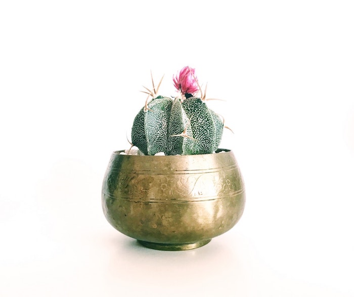 Magnifiue cadeau pour crémaillère idée cadeau crémaillère originale idée pot de fleur doré et cactus 