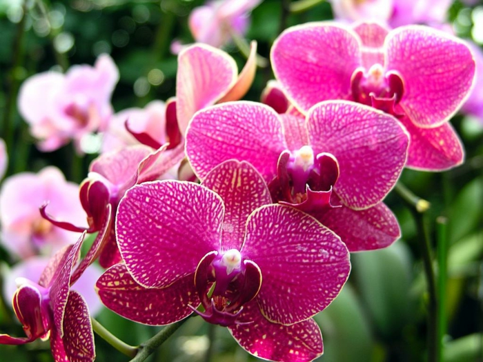 une orchidée rose pour la salle de bains, plante qui absorbe l'humidité, plante pour salle de bain, plante interieur, ambiance zen et relax