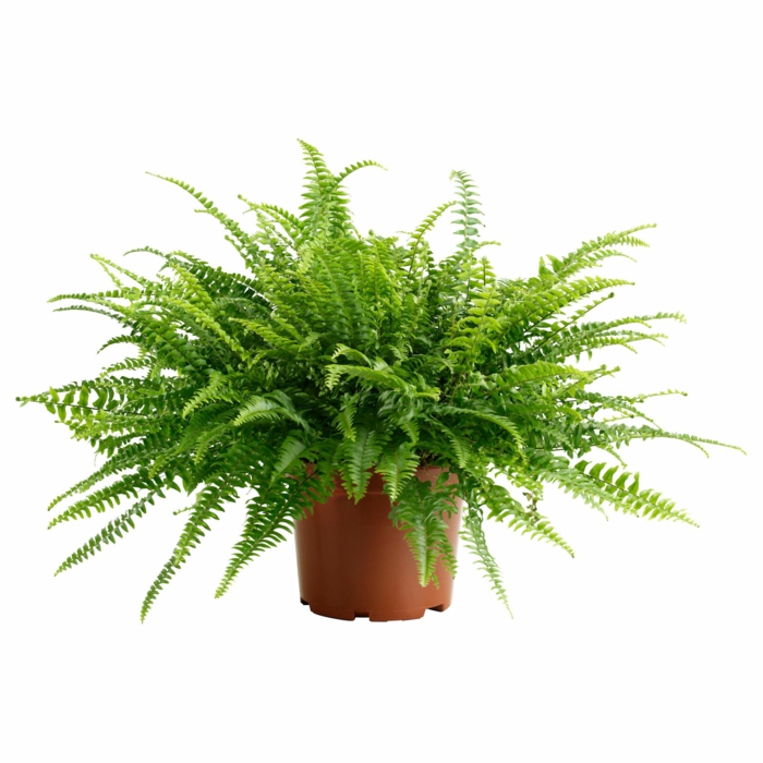 plante verte fougère, pot marron en plastique, zone ombre et humide, plante pour salle de bain, plante qui absorbe l'humidité