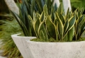 Plante pour salle de bain – laquelle choisir pour une ambiance verte