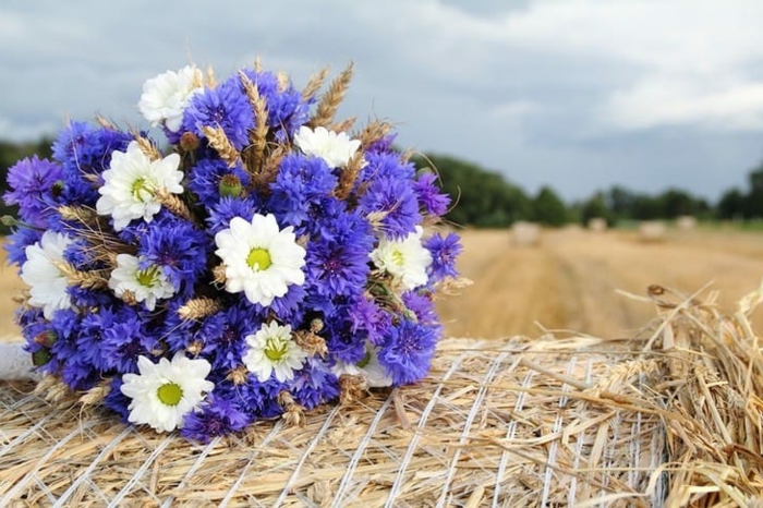 paquerettes et bleuets assemblés en petit bouquet rond, bouquet de mariée rustique