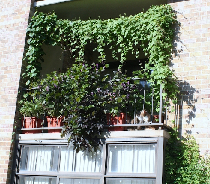 photo de plante brise vue balcon tombante et pendante croissance rapide sans entretien