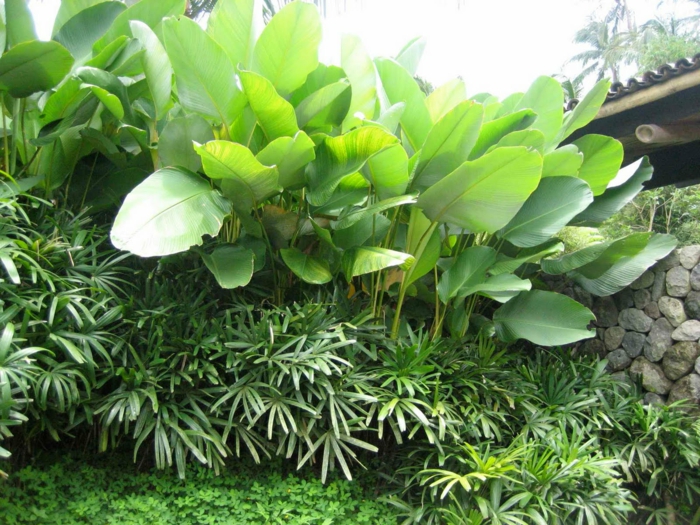 mur vegetal exterieur avec des grandes feuilles de plantes vertes exotiques qui créent un paysage de jungle sur un mur en pierres rondes gris perle et blanc