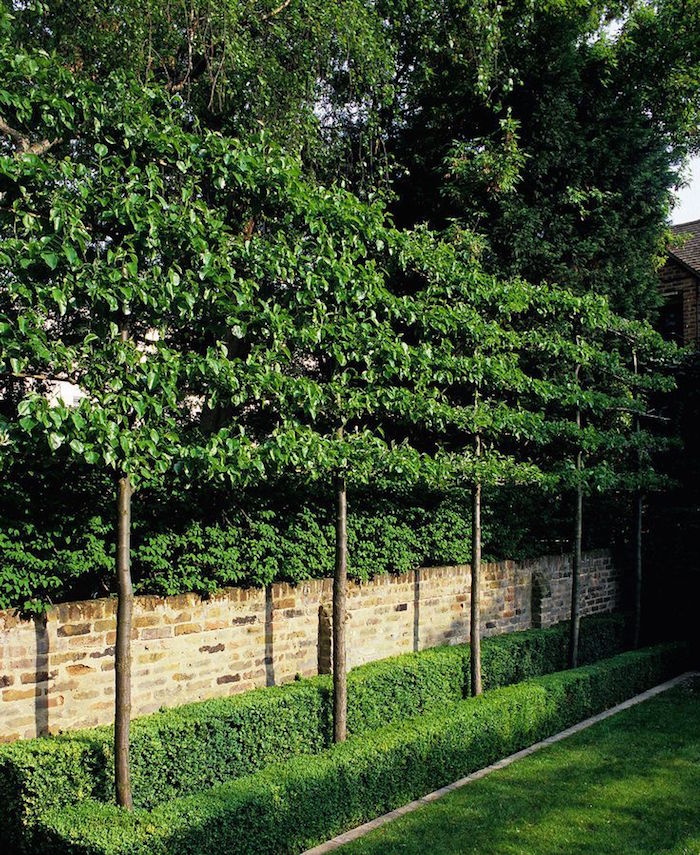 double brise vue avec mur végétal en bas et arbres à feuillages hauts sur la partie supérieur