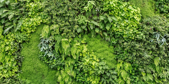 jardin vertical avec plusieurs nuances du vert, motifs géométriques, mur vegetal exterieur, mur végétalisé, cloison végétale