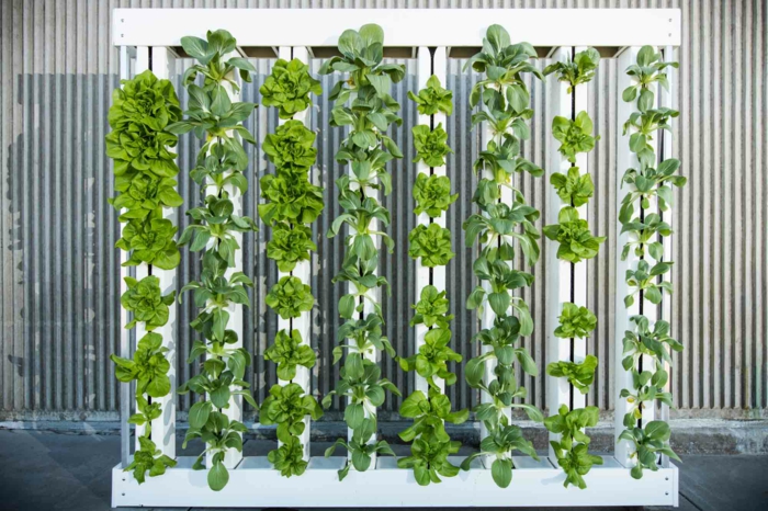 panneau en bois peint en blanc, mur végétalisé, colonnes vertes de plantes rampantes installées sur du fil transparent, mur végétal intérieur 