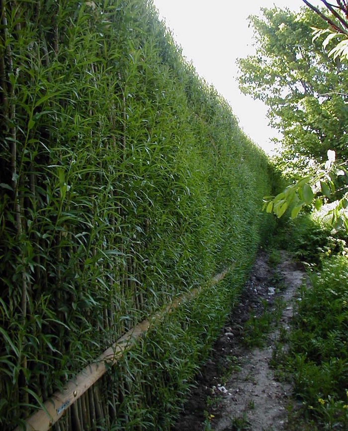brise vue occultation totale naturelle et végétale faite de hautes tiges de bambous 
