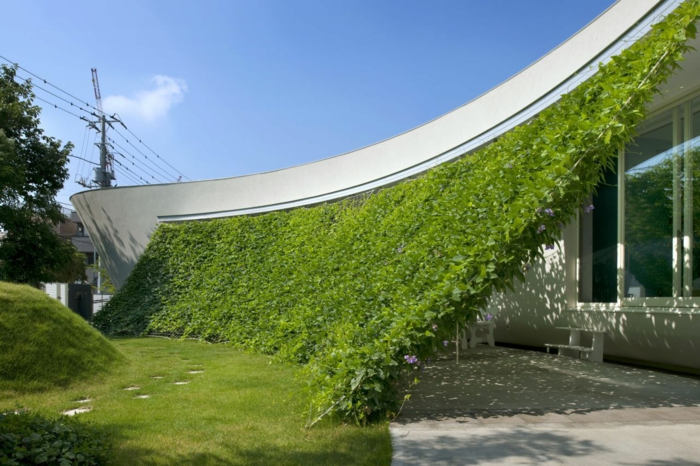 mur vegetal exterieur, cloison végétale, paravent avec des plantes vertes rampantes, installation sur des fils et cordes invisibles