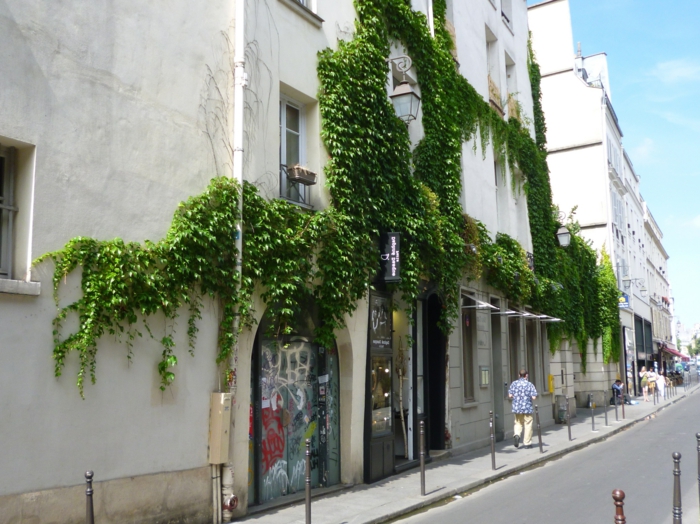 culture verticale, jardin vertical, plantes rampantes vertes sur un vieil édifice a la façade toute blanche, fenêtres entourées de vert, mur vegetal exterieur
