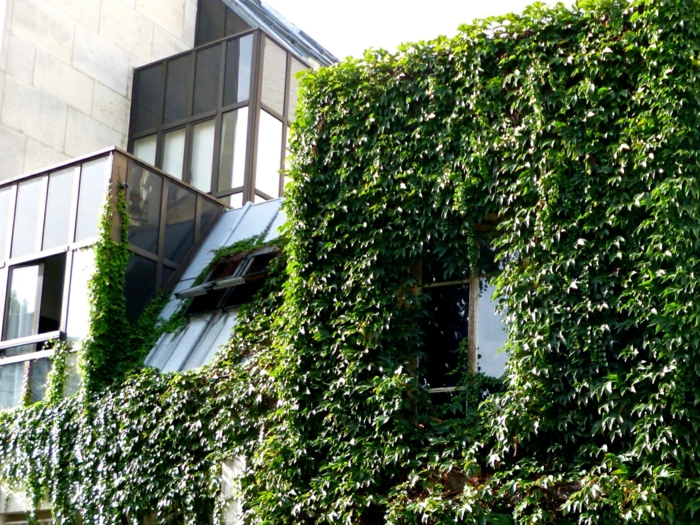 mur vegetal exterieur, édifice administratif avec une partie du bâtiment recouverte de plantes rampantes vertes, fenêtre que l'on entrevoie parmi a verdeur