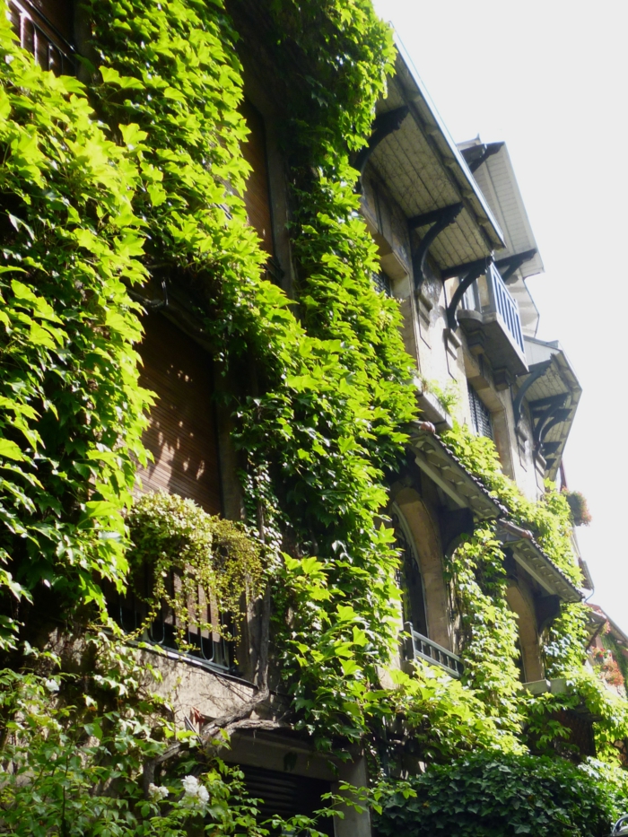 mur vegetal exterieur, jardin vertical, fenêtres entourées par des plantes vertes rampantes, édifice dans un style vieux, toit en noir et blanc 