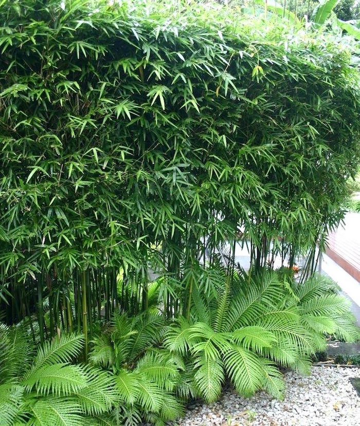 photo d'un brise vue feuillage végétal occultant le jardin de façon naturelle
