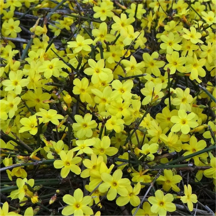 floraison précoce du Jasminum Nudiflorum, plante à fleurs très parfumées