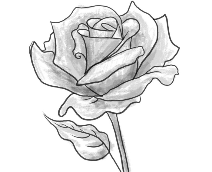 joli dessin de fleur réaliste facile à reproduire, modèle de rose ouverte au crayon à design réaliste avec ombre et lumière