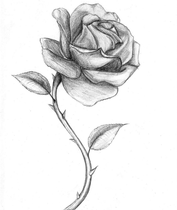 croquis de rose au crayon ouverte avec épines et feuilles, exemple comment dessiner une rose réaliste avec ombre et lumière