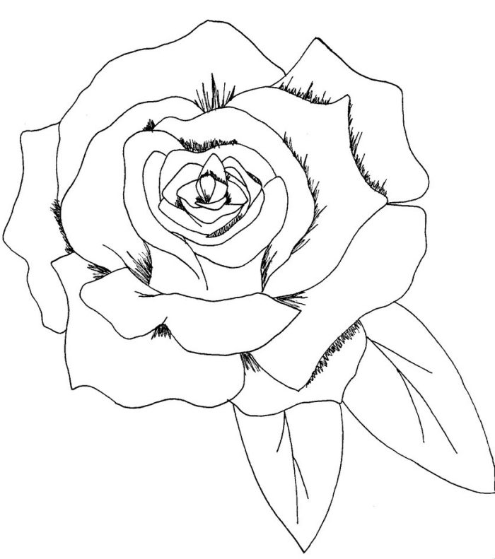 comment dessiner une fleur facile au crayon, modèle de dessin de rose ouverte avec feuilles en blanc et noir