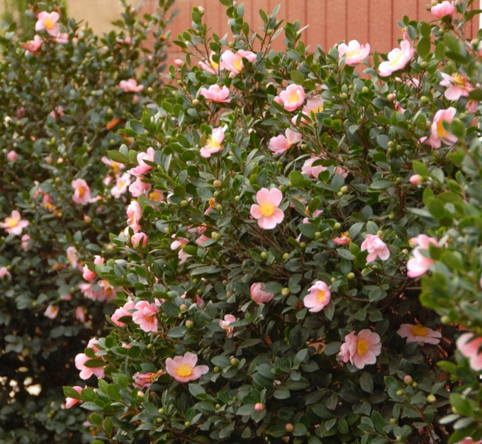 arbuste a fleur rose pour votre jardin, arbustes et plantes convenables pour une haie fleurie