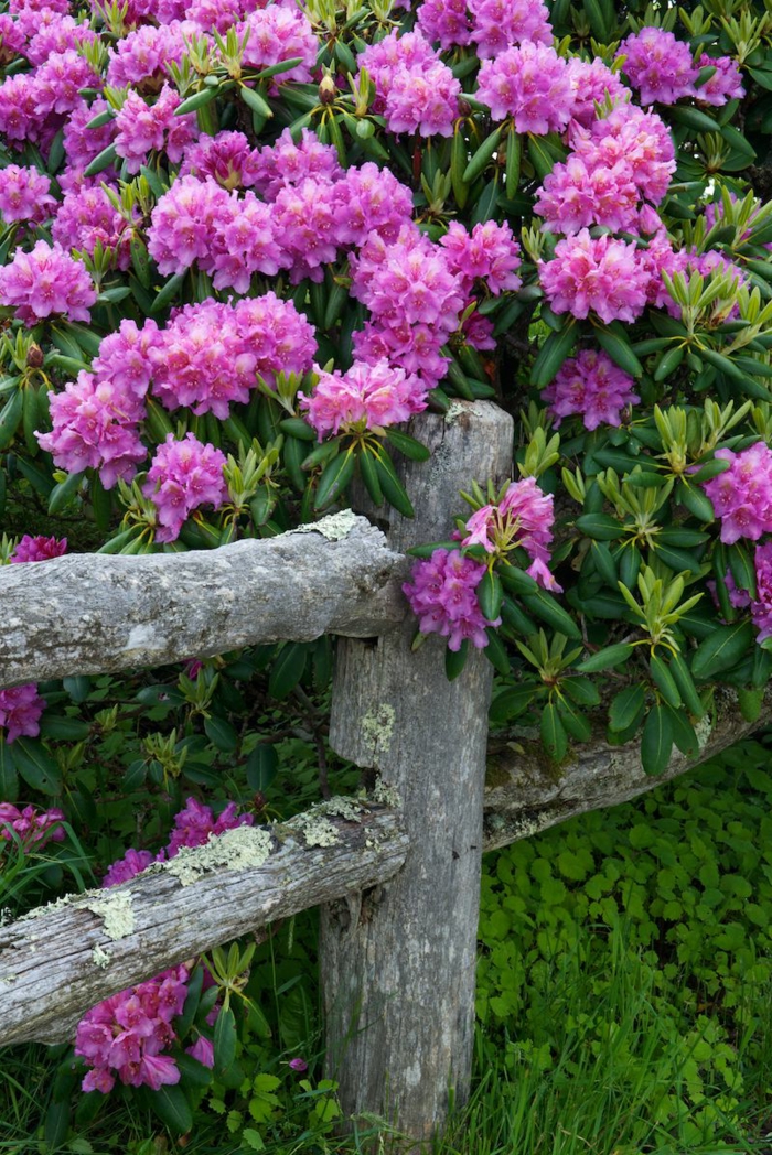 rhododendron dans le jardin près de la clôture en bois, arbuste a fleur touffu