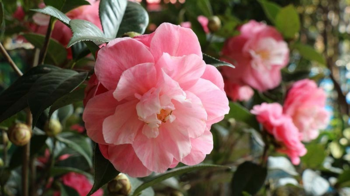 arbuste a fleur camellia fleurie en rose, fleur avec des feuilles charnues