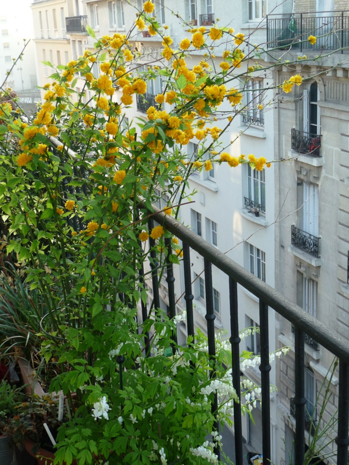 arbuste à cultiver dans le jardin ou sur le balcon, corête du japon, une plante décorative