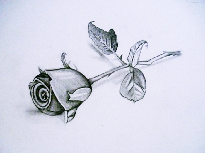 dessin fleur noir et blanc, modèle de rose réaliste réalisé au crayon, technique dessin avec ombre et lumière