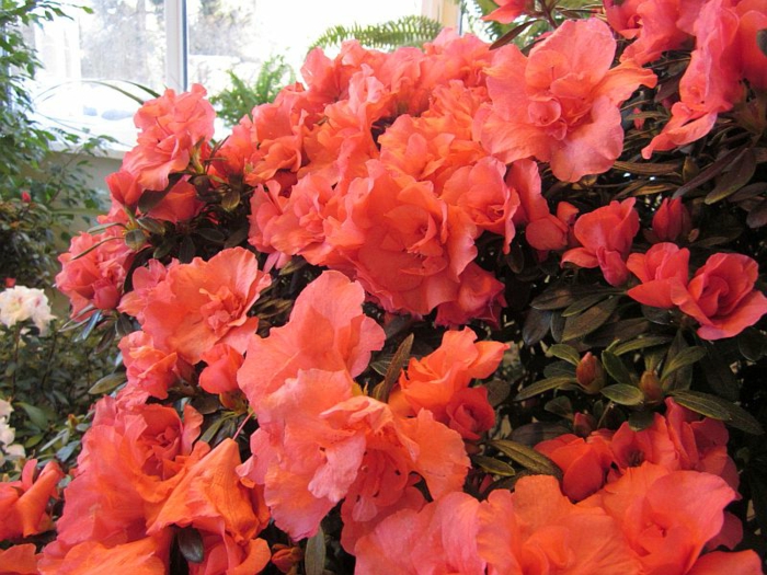 azalée rouge, buisson à floraison jolie et généreuse de la famille du rhododendron