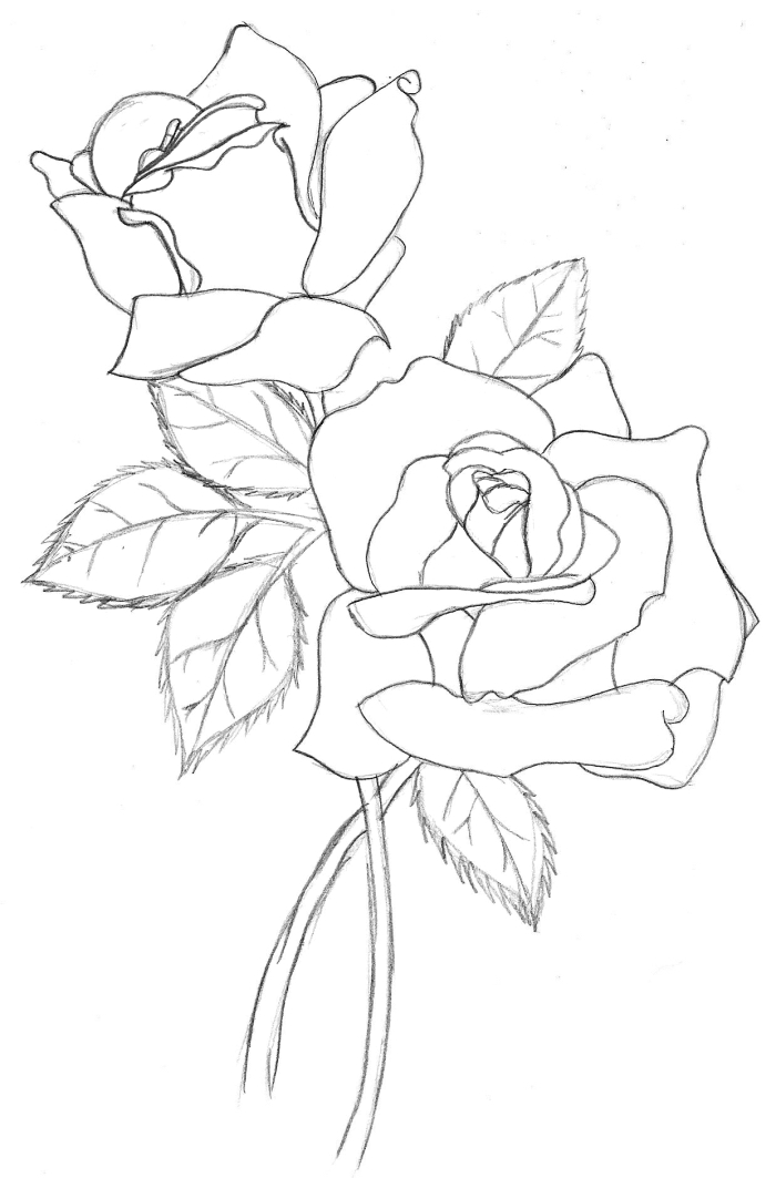 comment apprendre à faire une rose au crayon facile, modèle de croquis de bouquet de roses ouvertes avec feuilles
