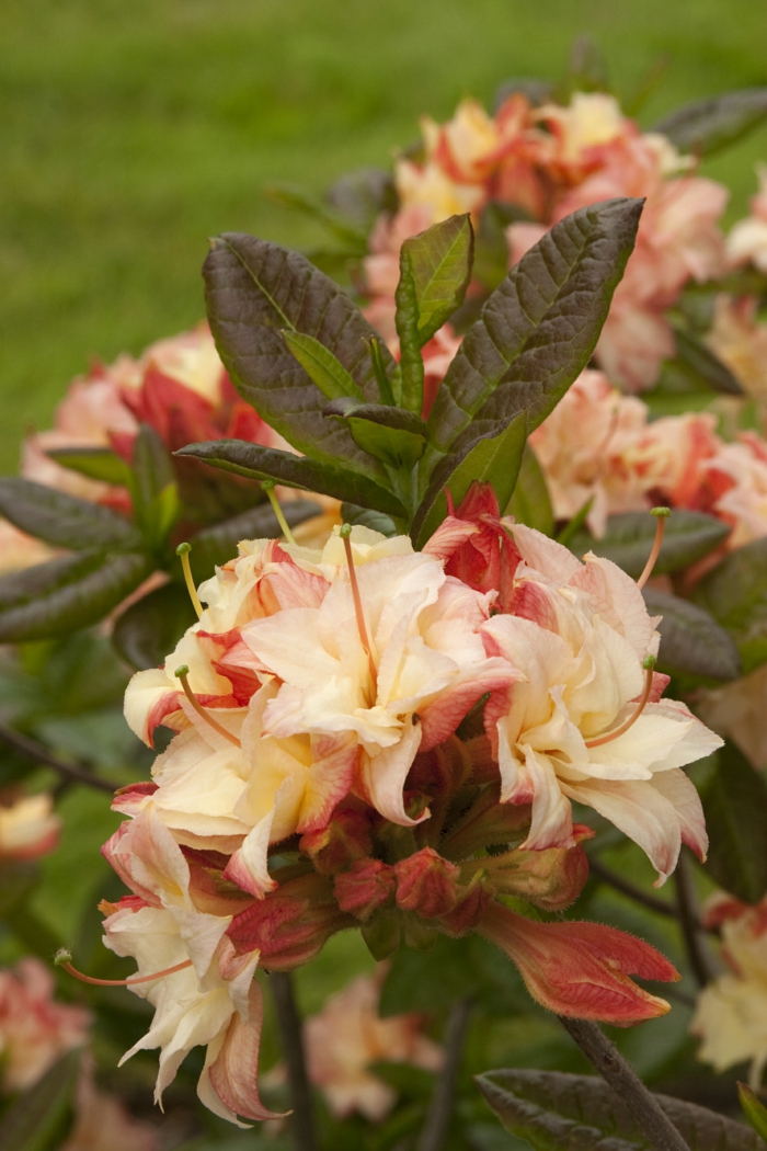 haie de jardin en arbustes fleuries, une plante de la famille des rhododendrons