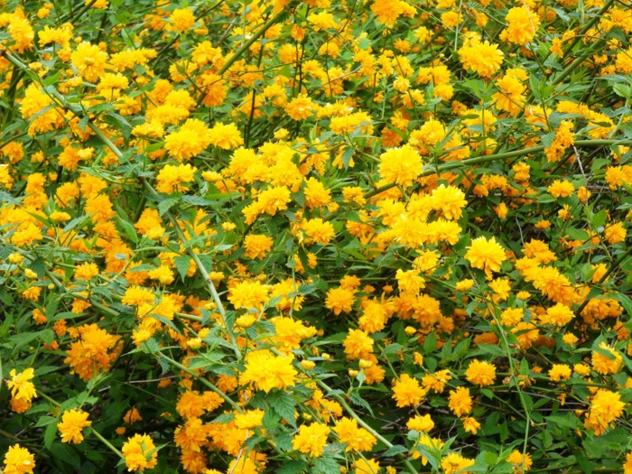 le corrête du Japon fleuri en jaune d'or, arbuste comprenant une seule espèce