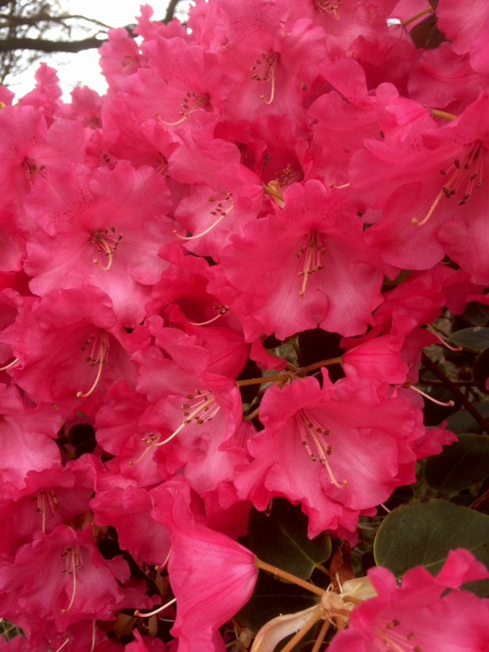 les clochettes épanouies du rhododendron, joli arbuste pour haie à fleurs roses