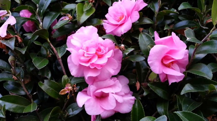 camellia rose superbe, arbuste avec plusieurs espèces, plante qui préfère les températures modérées