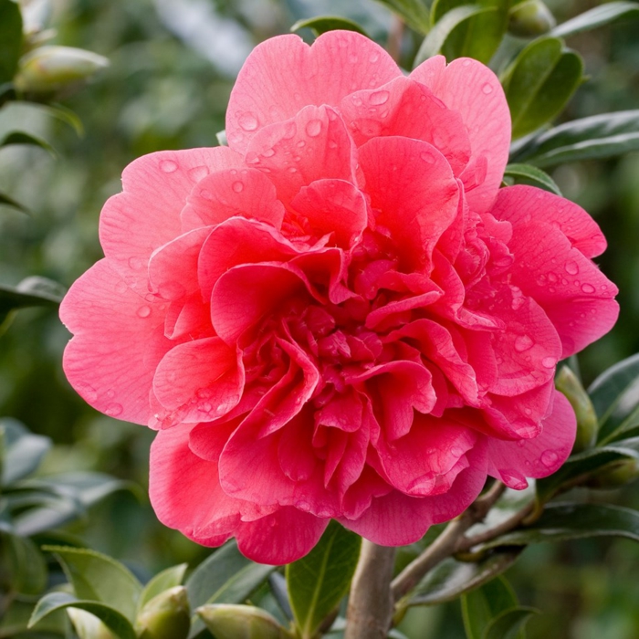 camellia rose avec fleur épanouie, arbuste persistant à floraison hivernale