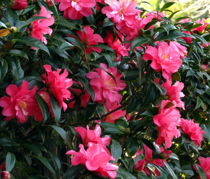 l'inflorescence du camellia, fleurs roses épanouies, feuillage persistant, plantes pour haie vive