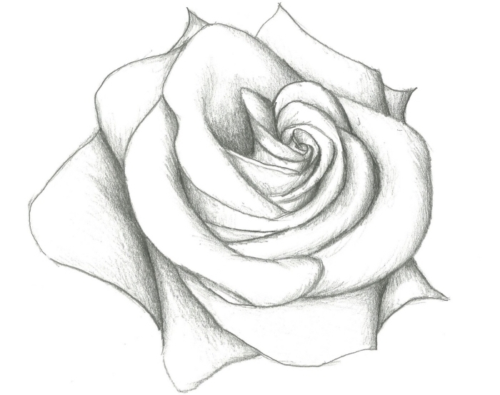 croquis de fleur facile à dessiner, modèle de rose au crayon blanc et noir, exemple de dessin de rose ouverte facile