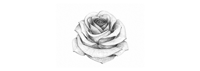 croquis de rose ouverte en blanc et noir, comment dessiner une fleur en perspective avec la technique ombre et lumière