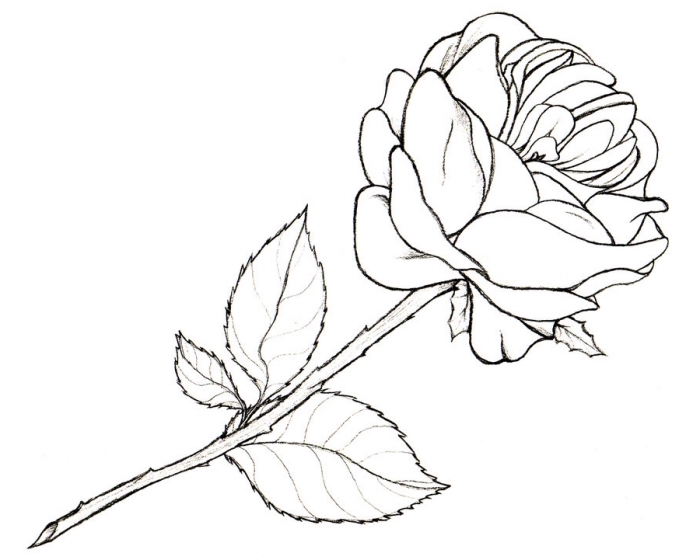 dessin fleur noir et blanc facile à reproduire, exemple comment dessiner une rose ouverte avec feuilles et épines