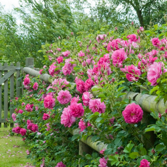 jolie idée d'arbuste planté près de la clôture, massif de camellias dans le jardin