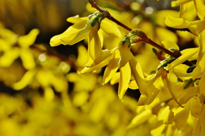 haie de jardin jaune avec corête du Japon, floraison prolifique au début du printemps