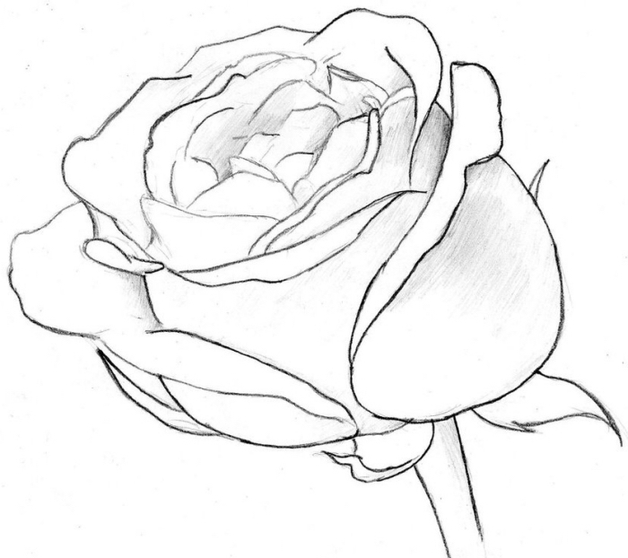 modèle de rose ouverte au crayon, comment dessiner une fleur en blanc et noir, éléments de rose pétales et tige à dessiner facilement