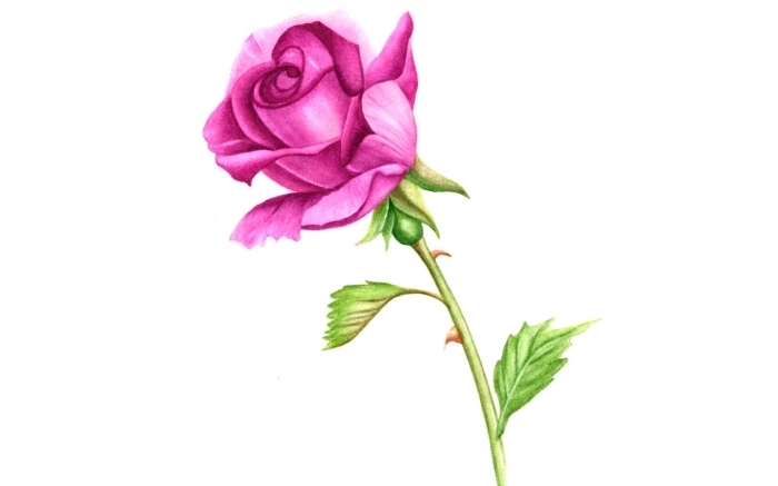 joli dessin en couleurs, modèle de rose fuchsia aux feuilles vertes, idée comment dessiner une rose semi-ouverte
