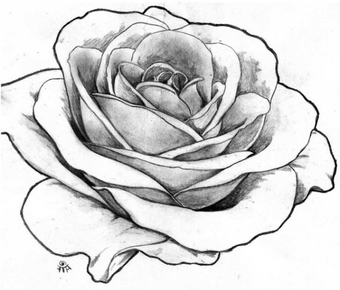 exemple de fleur a dessiner, modèle de dessin de rose ouverte blanc et noir réaliste avec la technique ombre lumière